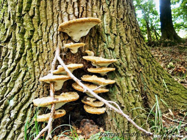 Pseudoinonotus dryadeus (Pers.) T. Wagner & Fisch. 2001 Fliegenpilz